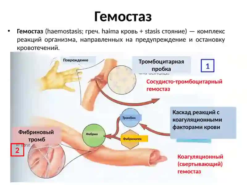 ФИЗИОЛОГИЯ СИСТЕМЫ КРОВИ.ГЕМОСТАЗ 3