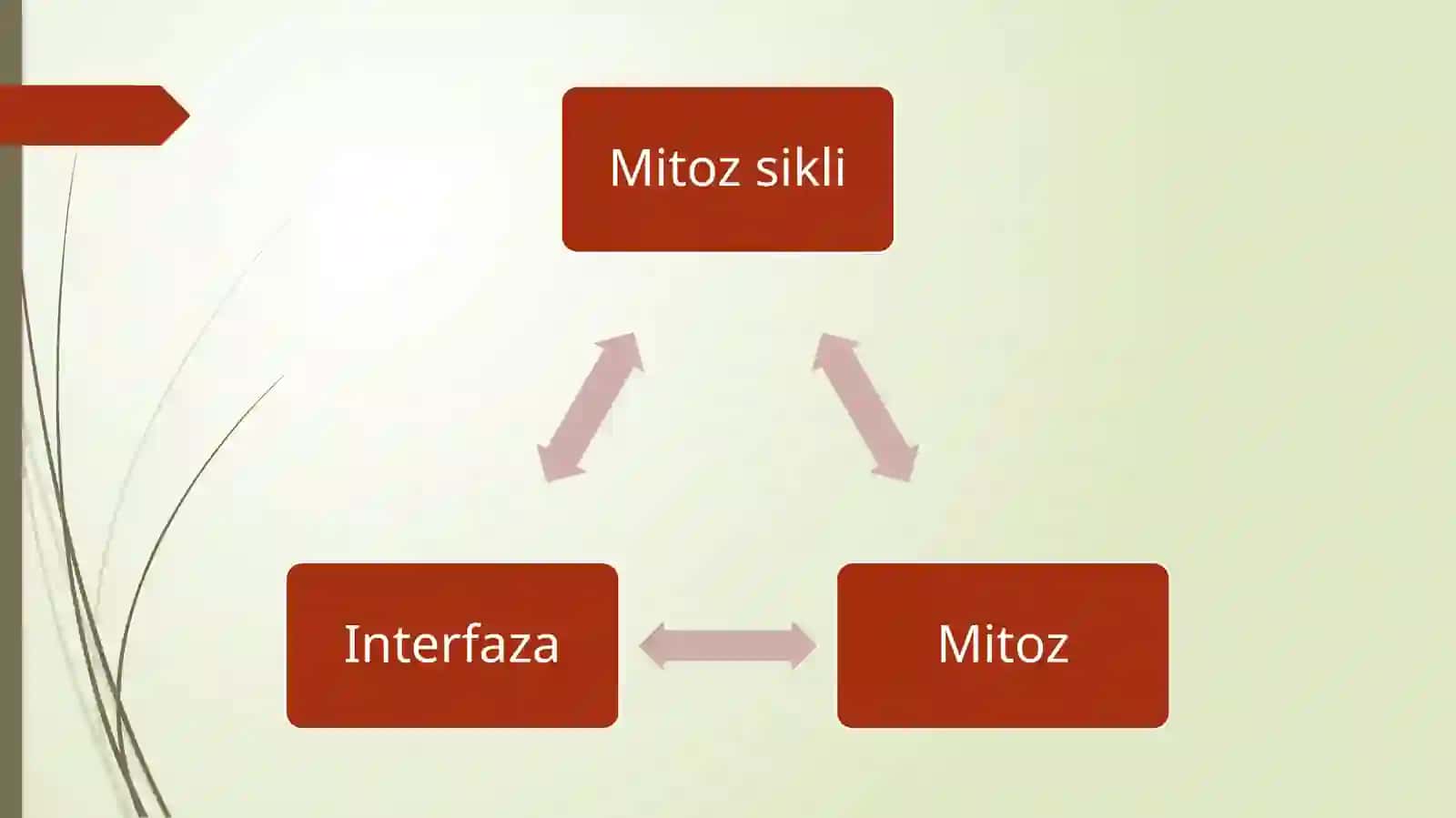 Hujayralarning mitotik va Hayotiy sikli. Hujayra proliferatsiyasi 3