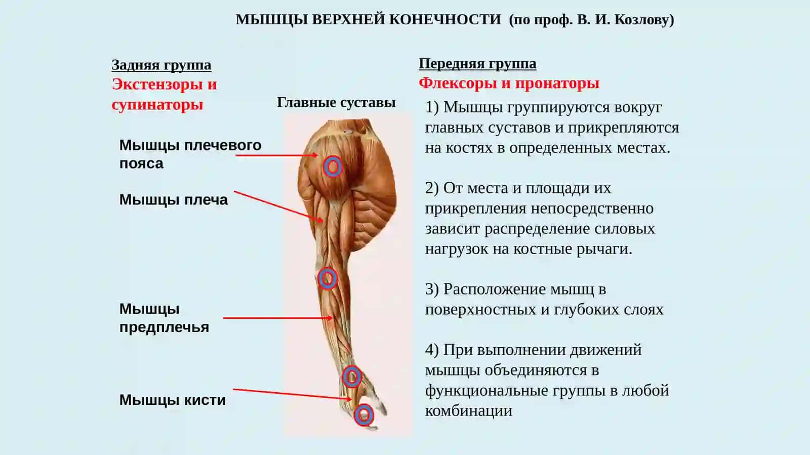 Мышцы плечевого пояса и плеча 3