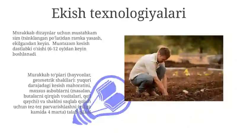 Topiar yaratishda o‘simliklarni joylashtirish sxemasi 3