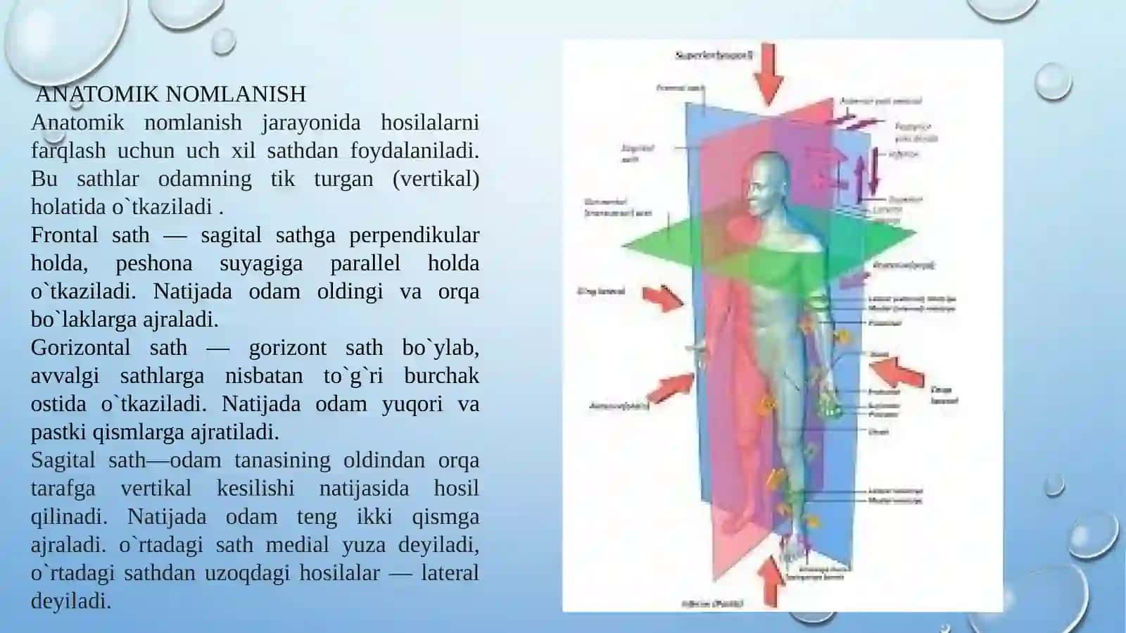 ALIBOYEVA DILDORANING ANATOMIYA TAQDIMOTI 3