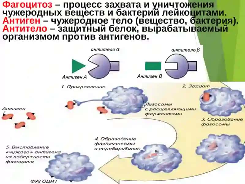 ИММУНИТЕТ 3
