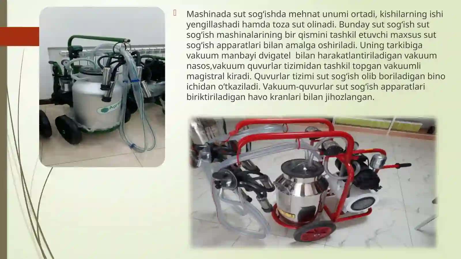 Sigirlarni sog'ish usullari va texnologiyalari 3