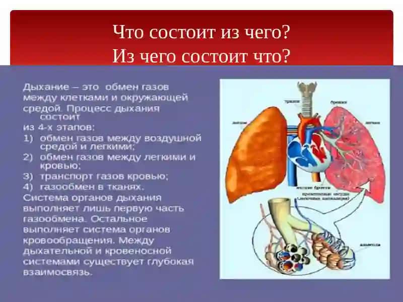 Органы дыхания 3