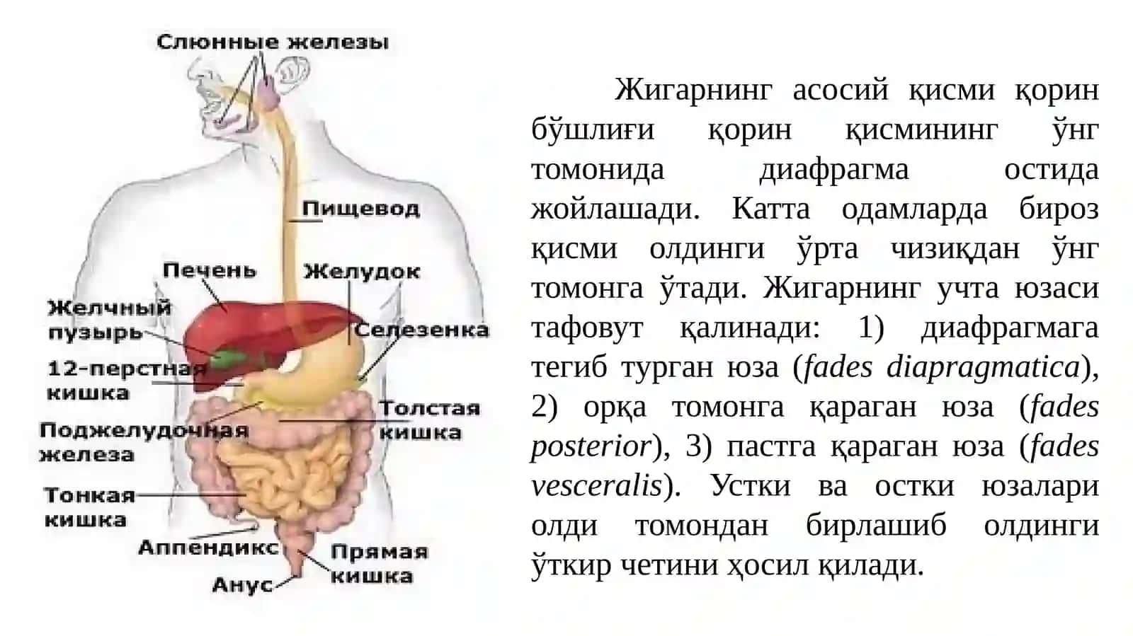 Жигарнинг тузилиши, топографияси, ўт пуфаги ва меъдаости бези 3