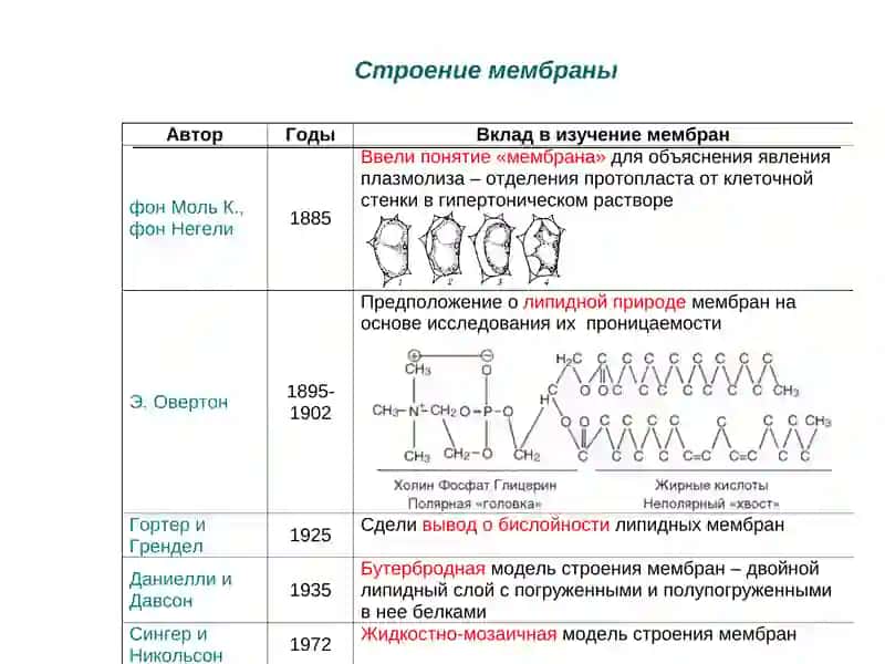 Биологические мембраны. Транспорт веществ 3