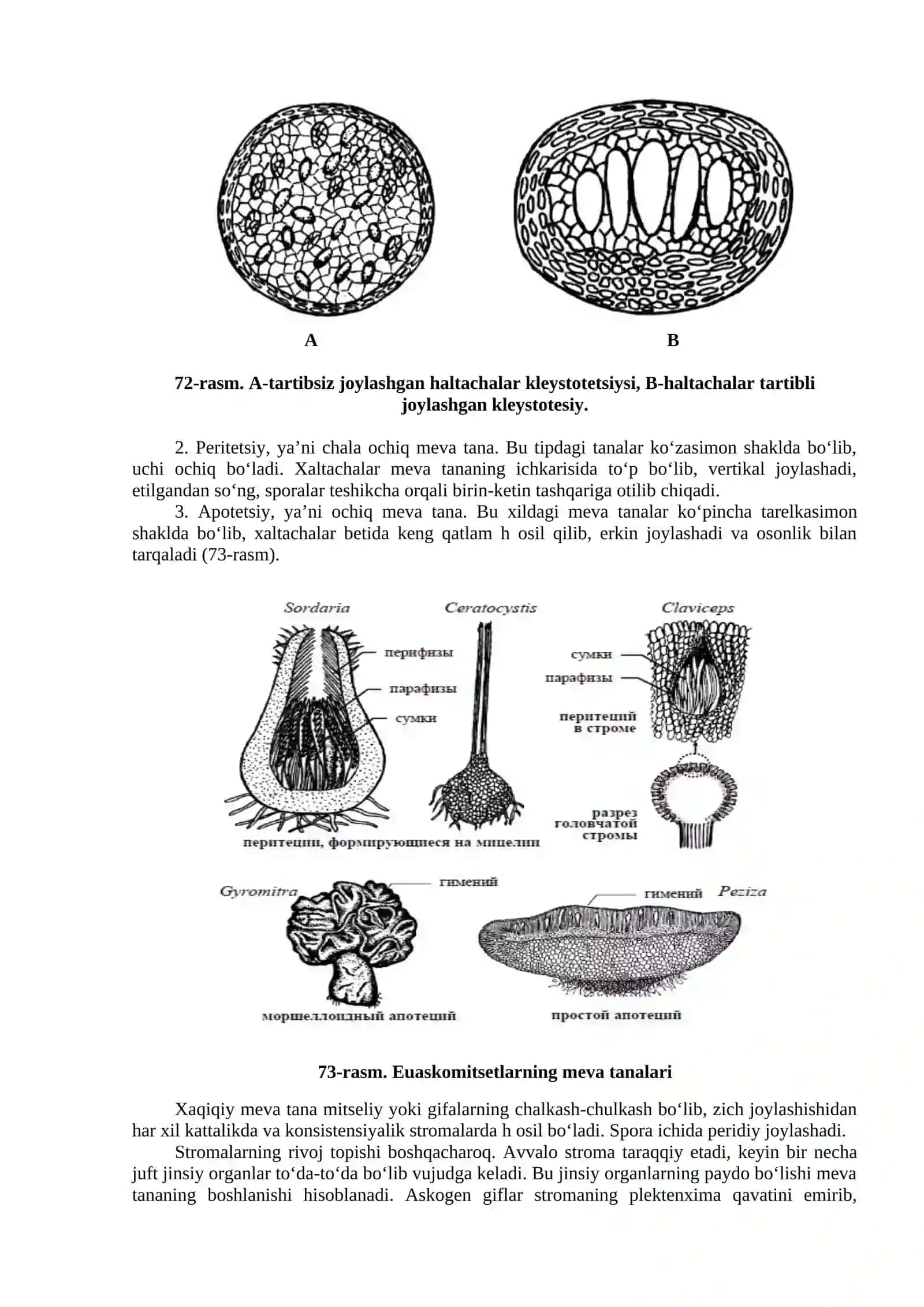 Askomitsetsimonlar Ajdodi - Ascomycetes 3