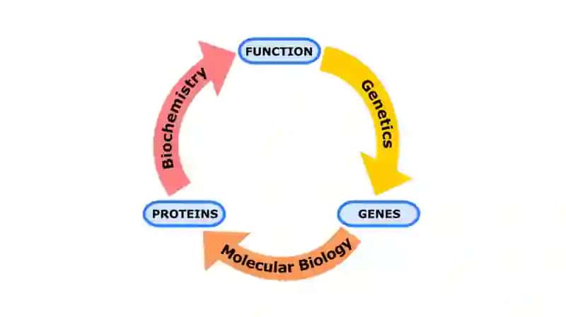 BIOTEXNOLOGIYA-2 Molekulyar biologiya 3