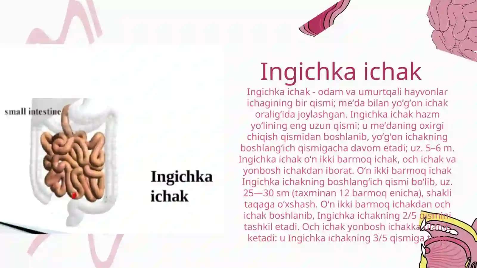 ICHAKLAR: INGICHKA ICHAK DEVORINING TUZILISHI, YO'G'ON ICHAK TUZILISHI. CHUVALCHANGSIMON O'SIMTA (APPANDIKS) VA TO'G'RI ICHAK 3