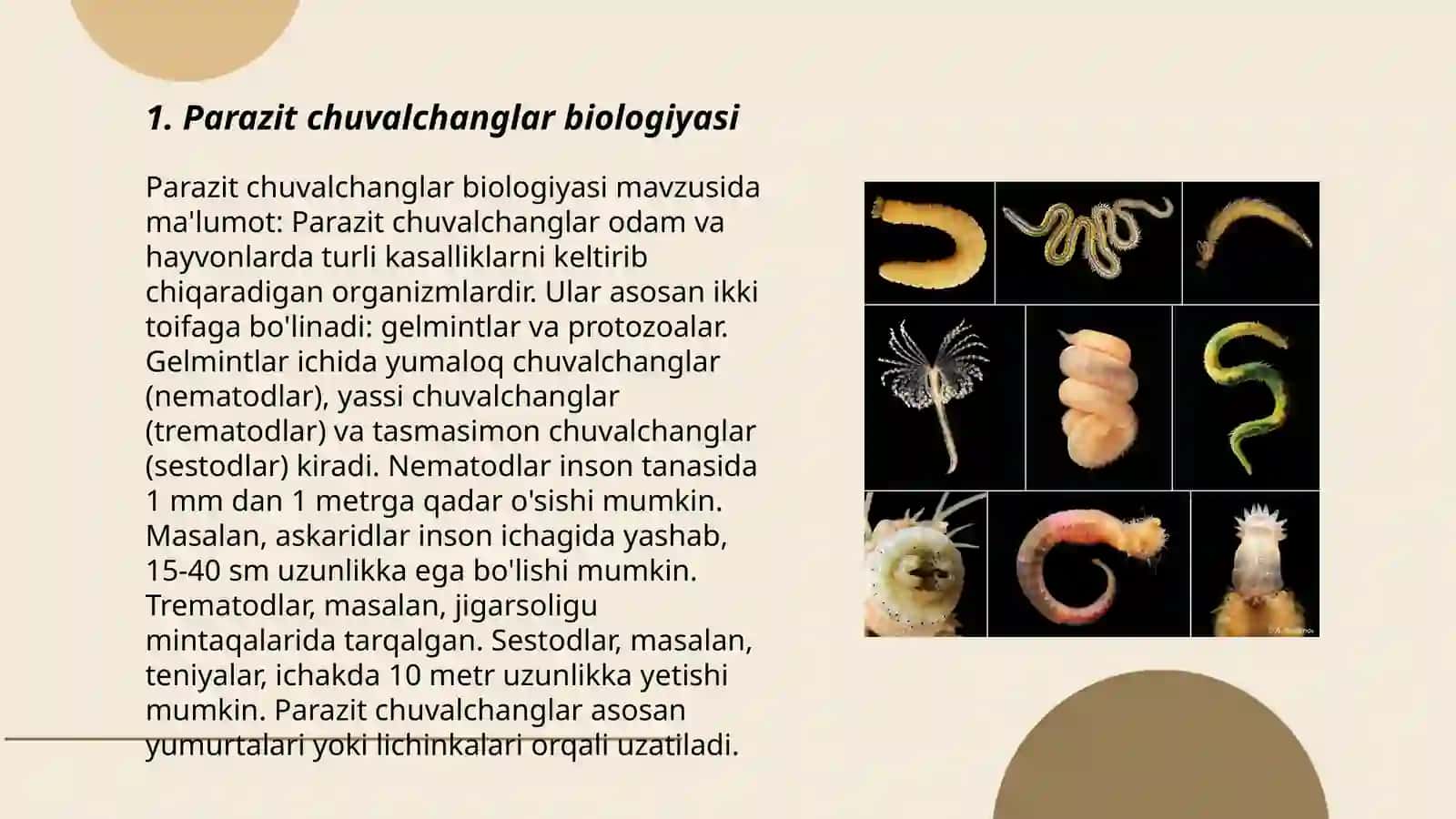 Parazit chuvalchanglar biologiyasi 3