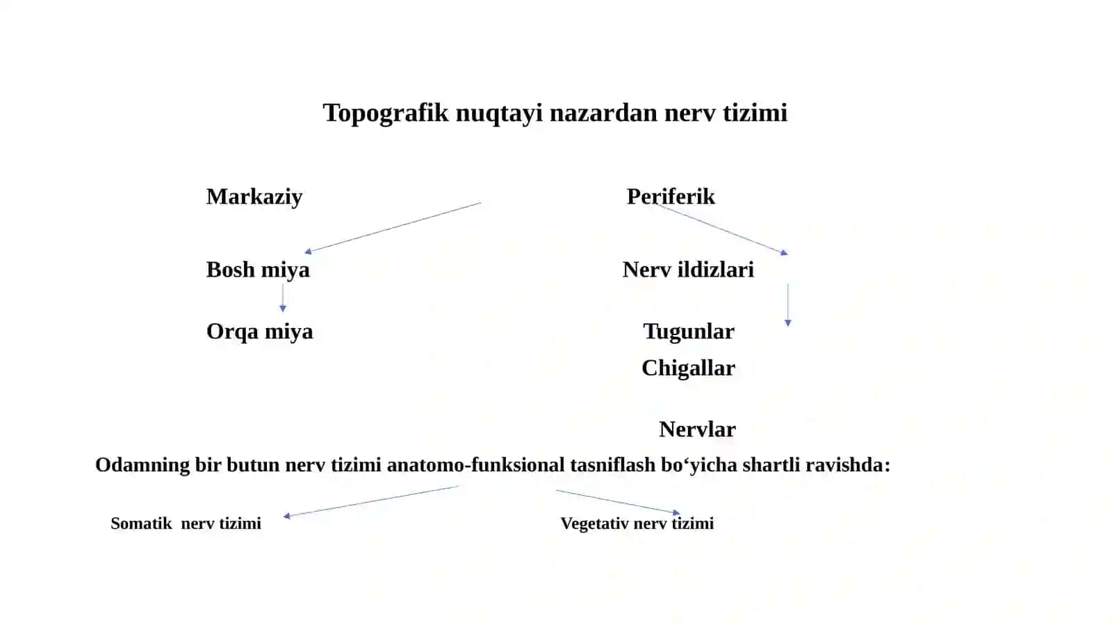 Orqa miya tuzilishi va funktsiyasi. Orqa miya morfologik xususiyatlari. Orqa miya neyronlarning morfofunktsional xususiyatlari 3