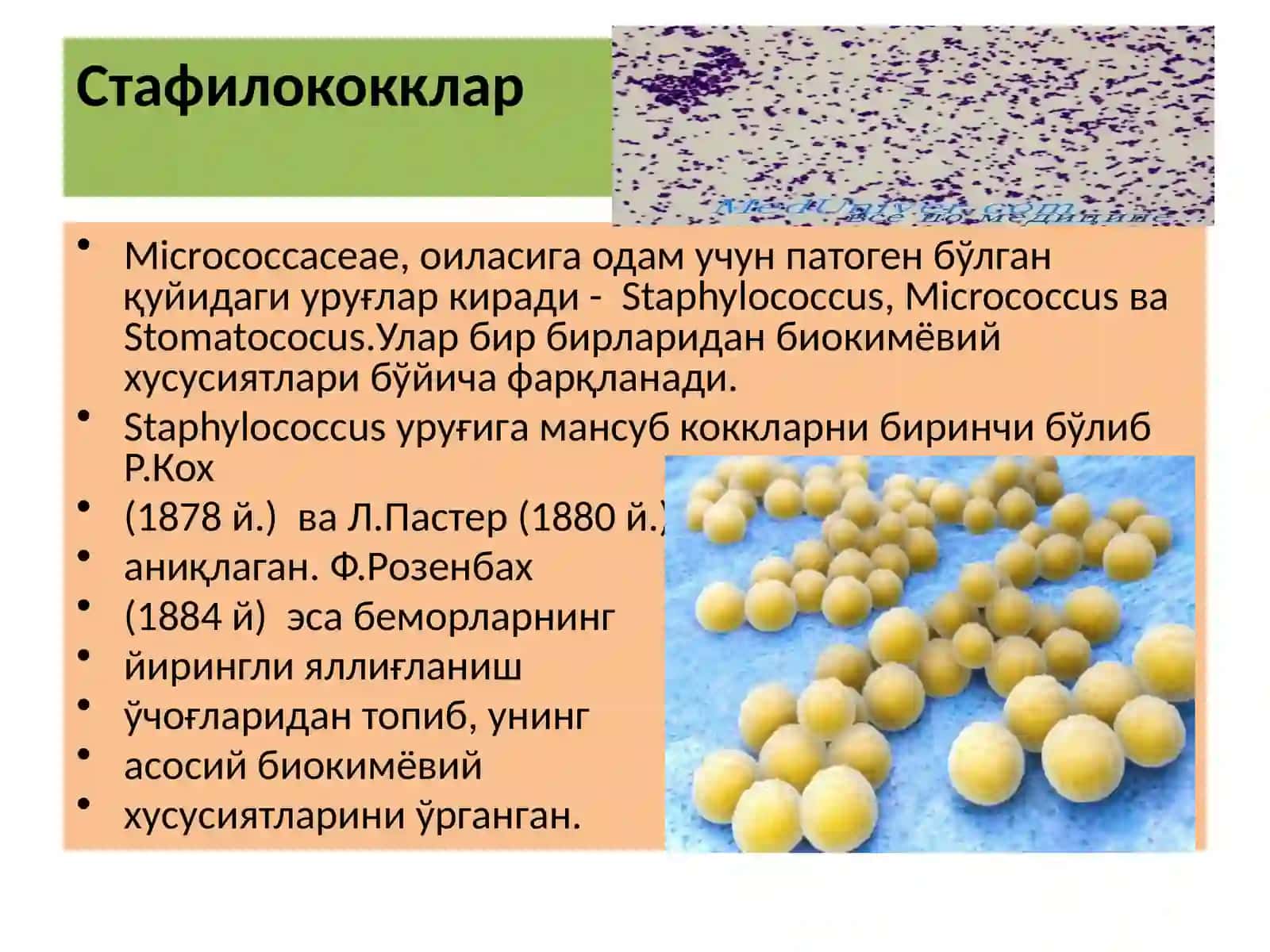 Йирингхосилкилувчикокклар:стафилакокк,стрептакоккважарохатинфекцияларининглабораторияташхиси 3
