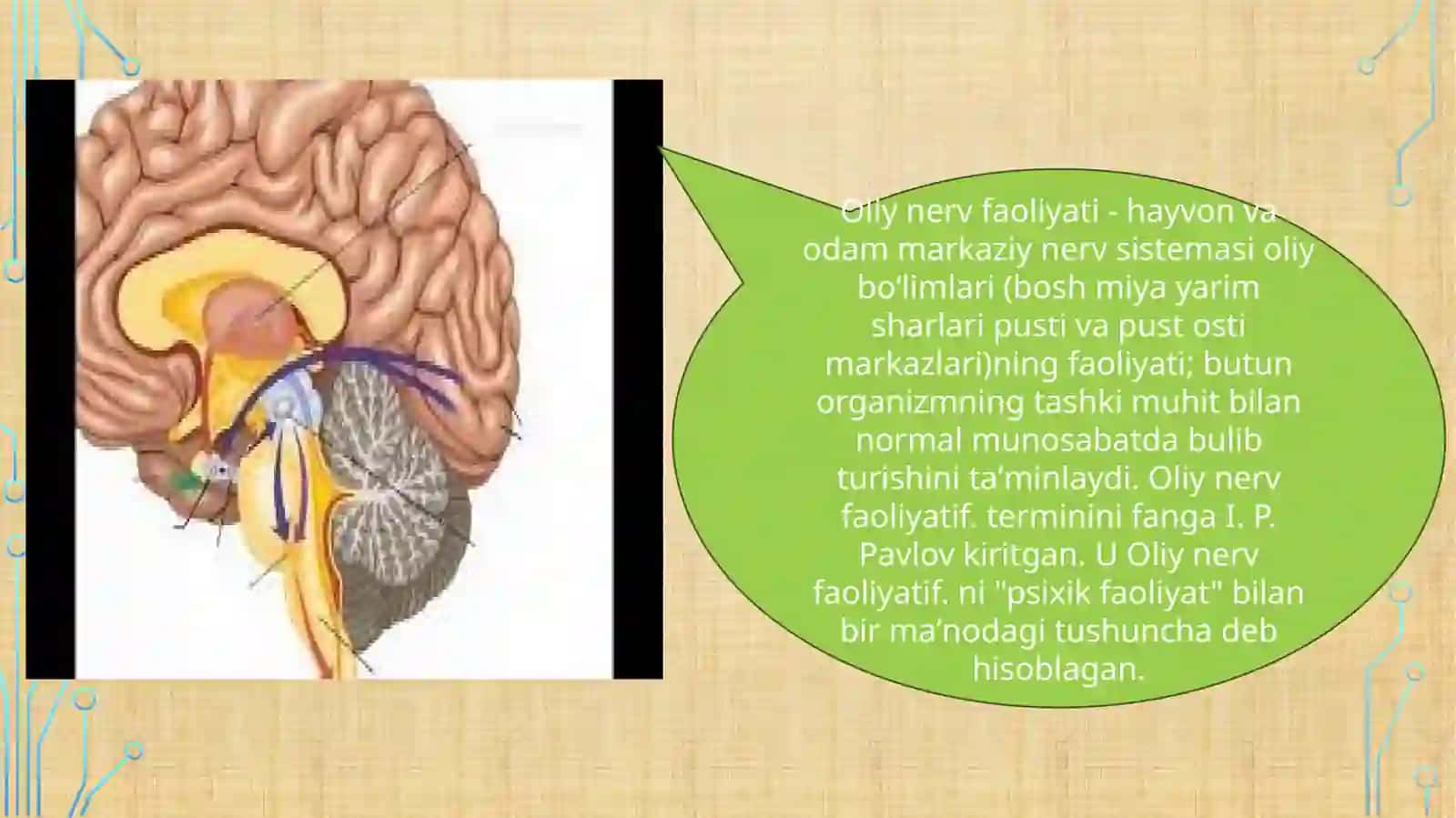 Nerv sistemasi.(Nevralogiya). Oliy nerv faoliyati 3