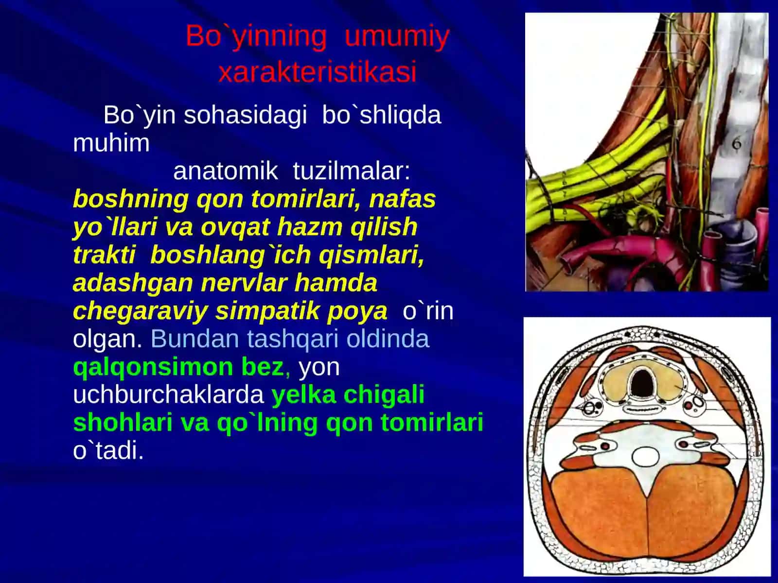 Bo‘yin soxasining jarrohlik anatomiyasi: soxalarga bo‘linishi, qavatma–qavat topografiyasi, Shevkunenko bo‘yicha bo‘yin fassiyalari, fassiyalararo bo‘shliqlari va ularning amaliy ahamiyati 3