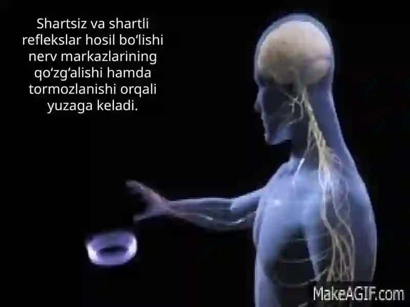 Markaziy nerv sistema tormozlanishi 3
