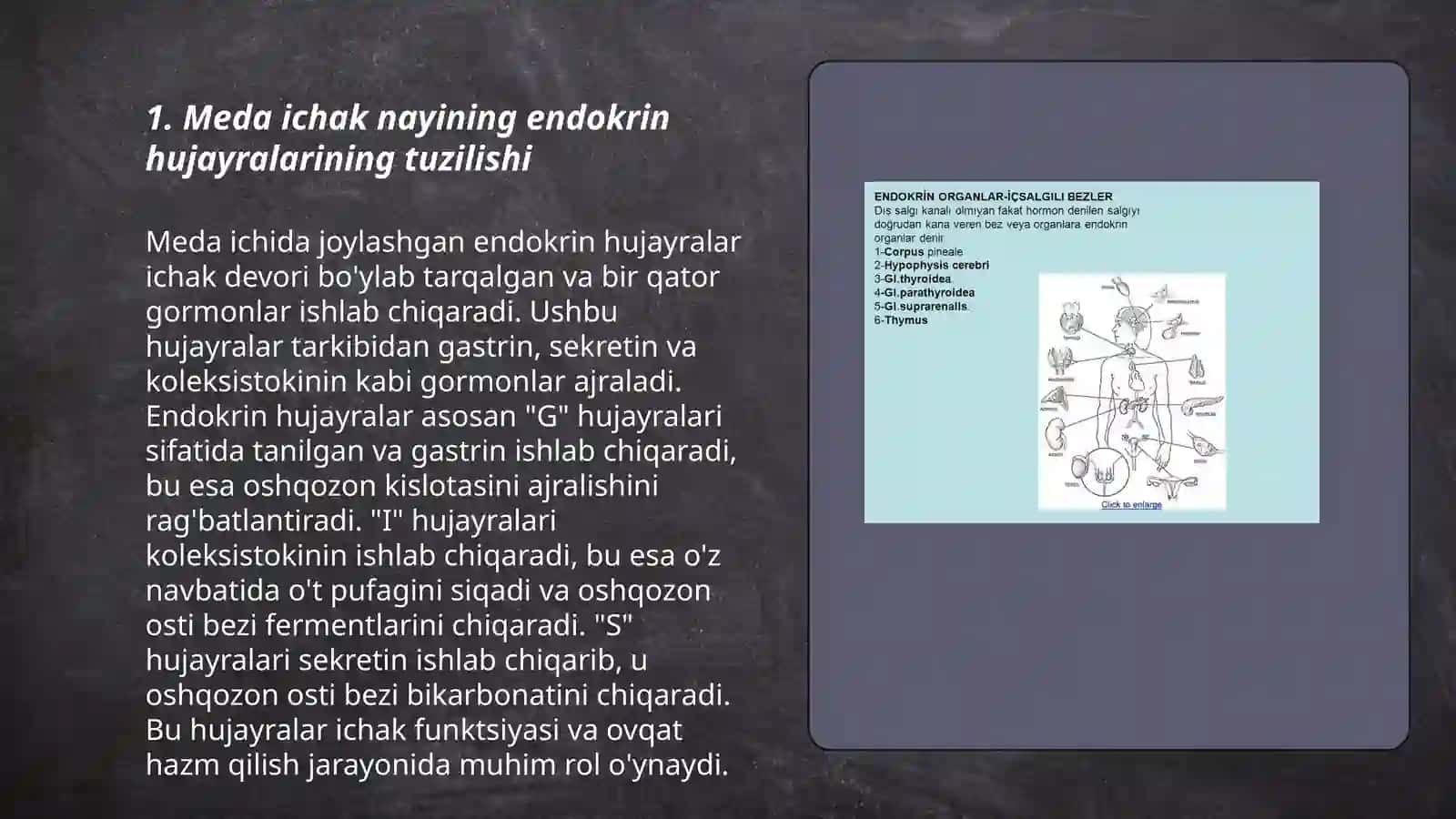Meda ichak nayining endokrin hujayralari 3
