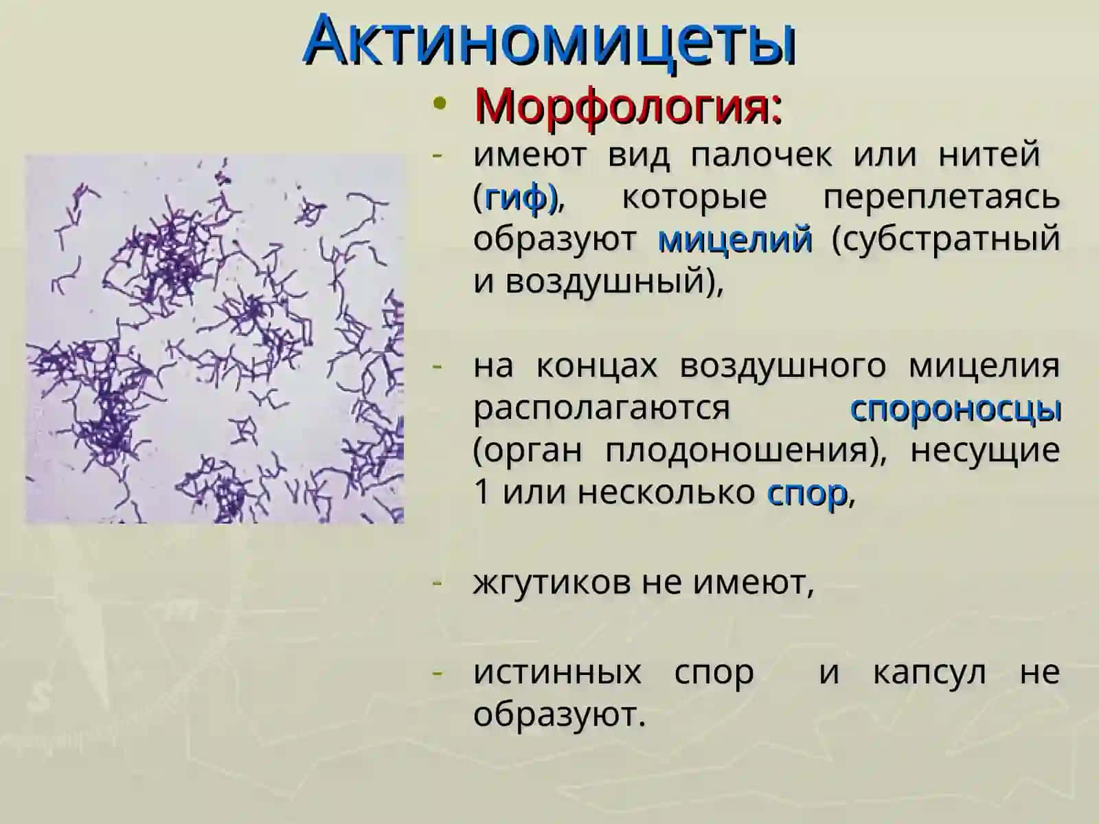 Микроорганизмларнинг таркиби ва классификацияси 3