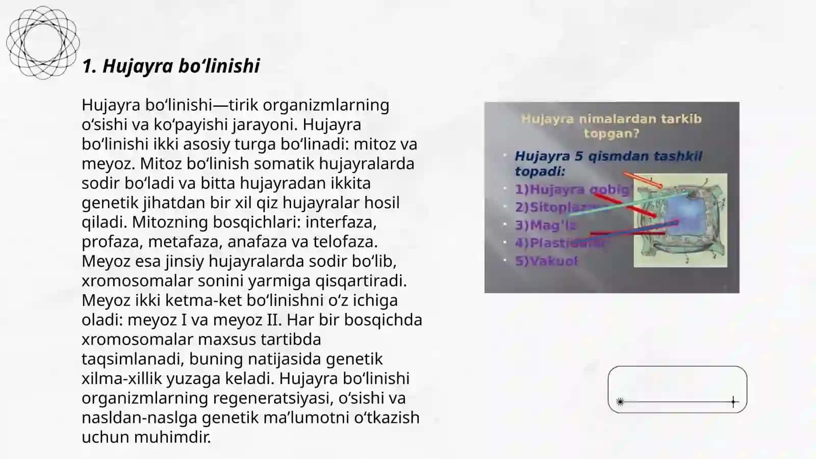 Hujayra ontogenezining rivojlanish bosqichlari 3