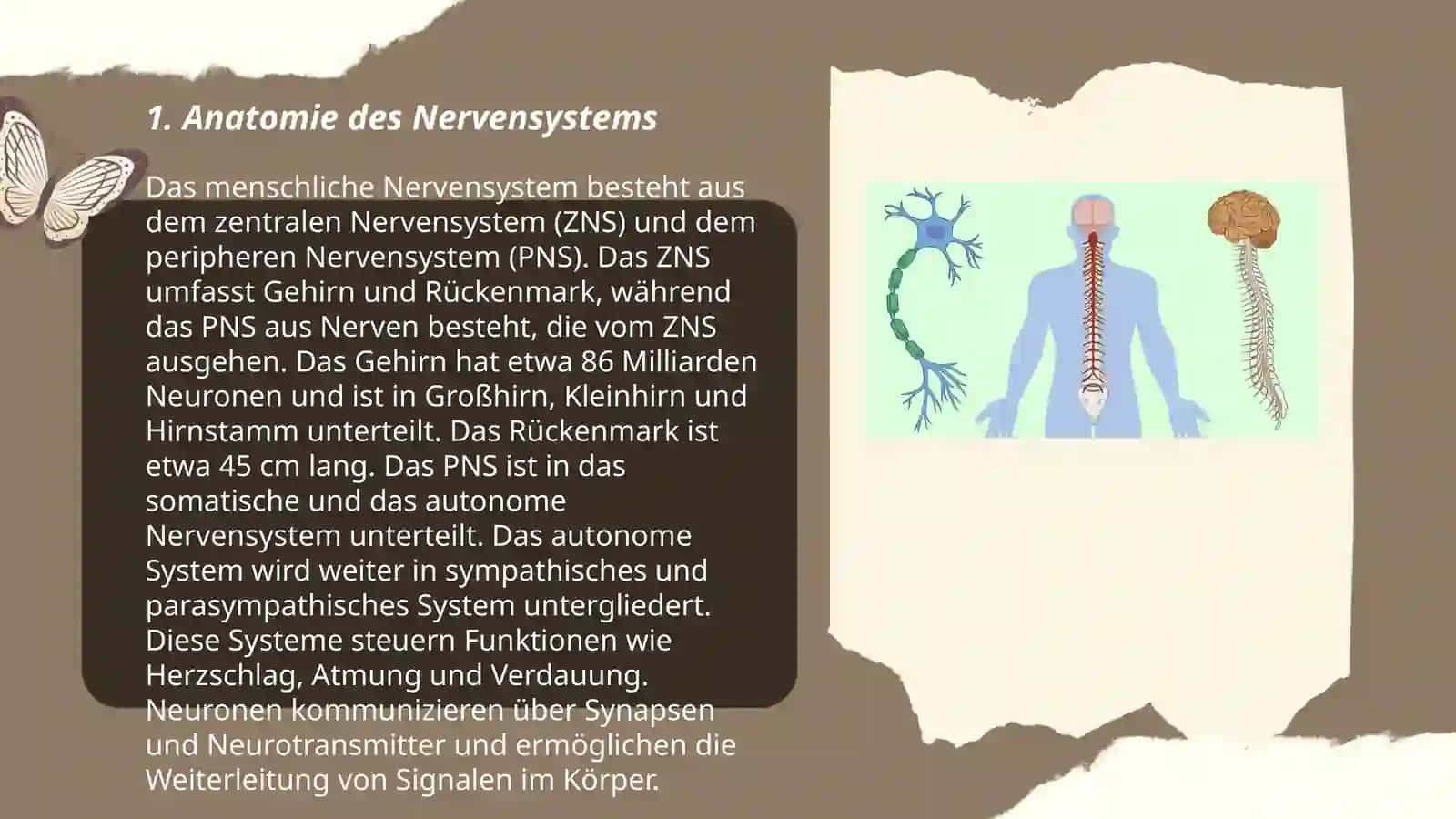 Nervensystem 3