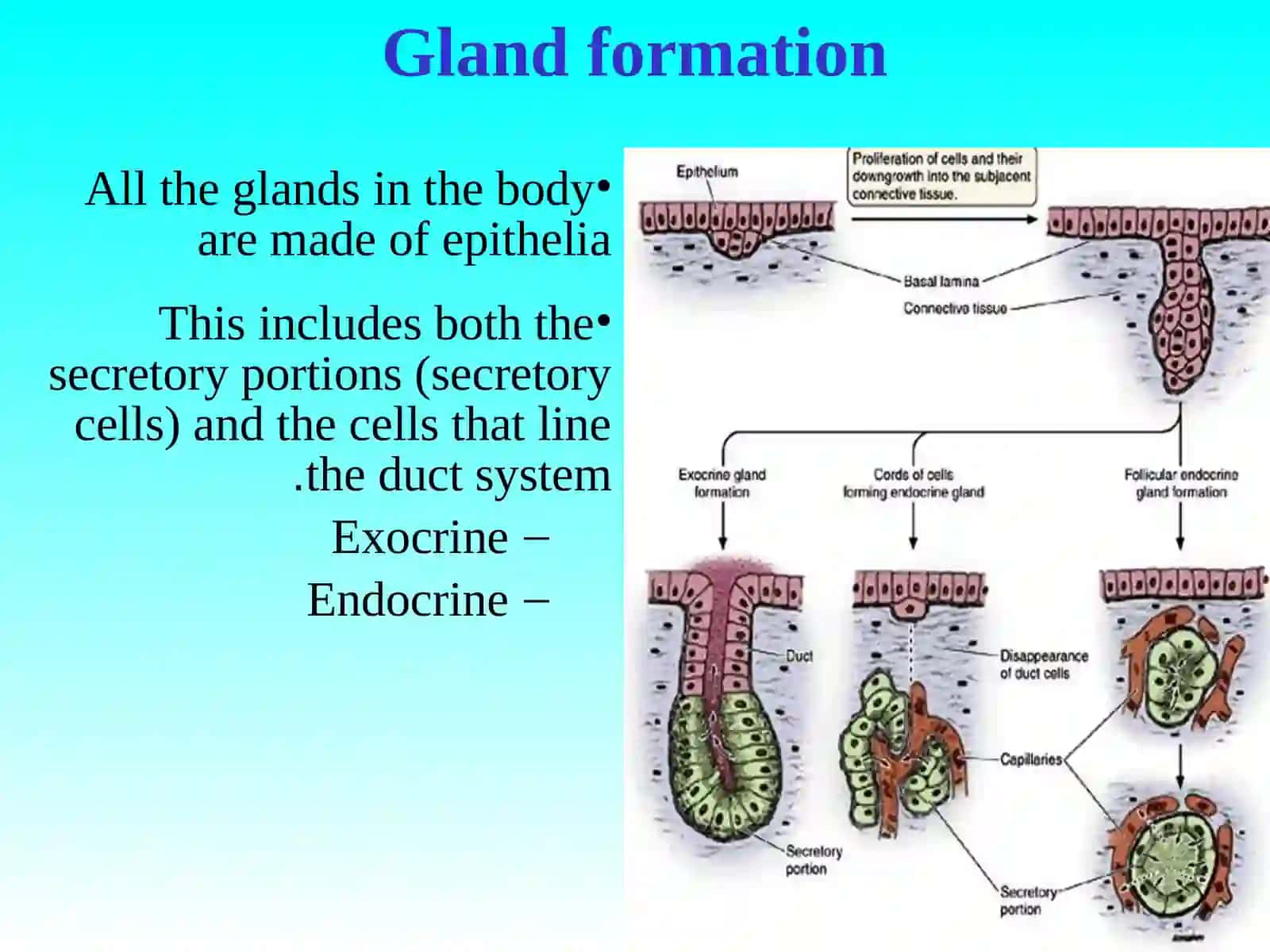 ENDOCRINE SYSTEM 3
