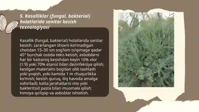 Bog'larda sanitar kesish usullari va uning o'tkazish texnologiyasi 3