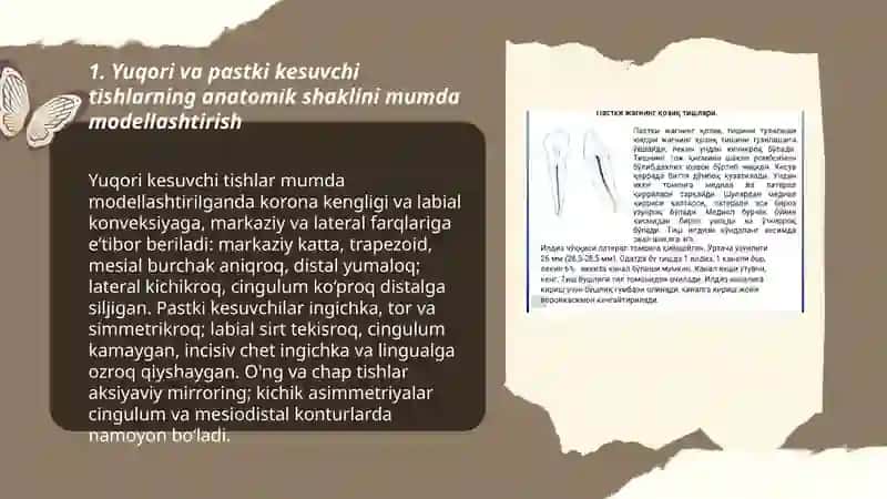 Yuqori va pastki jagʻ tishlarning anatomik shakllari 3