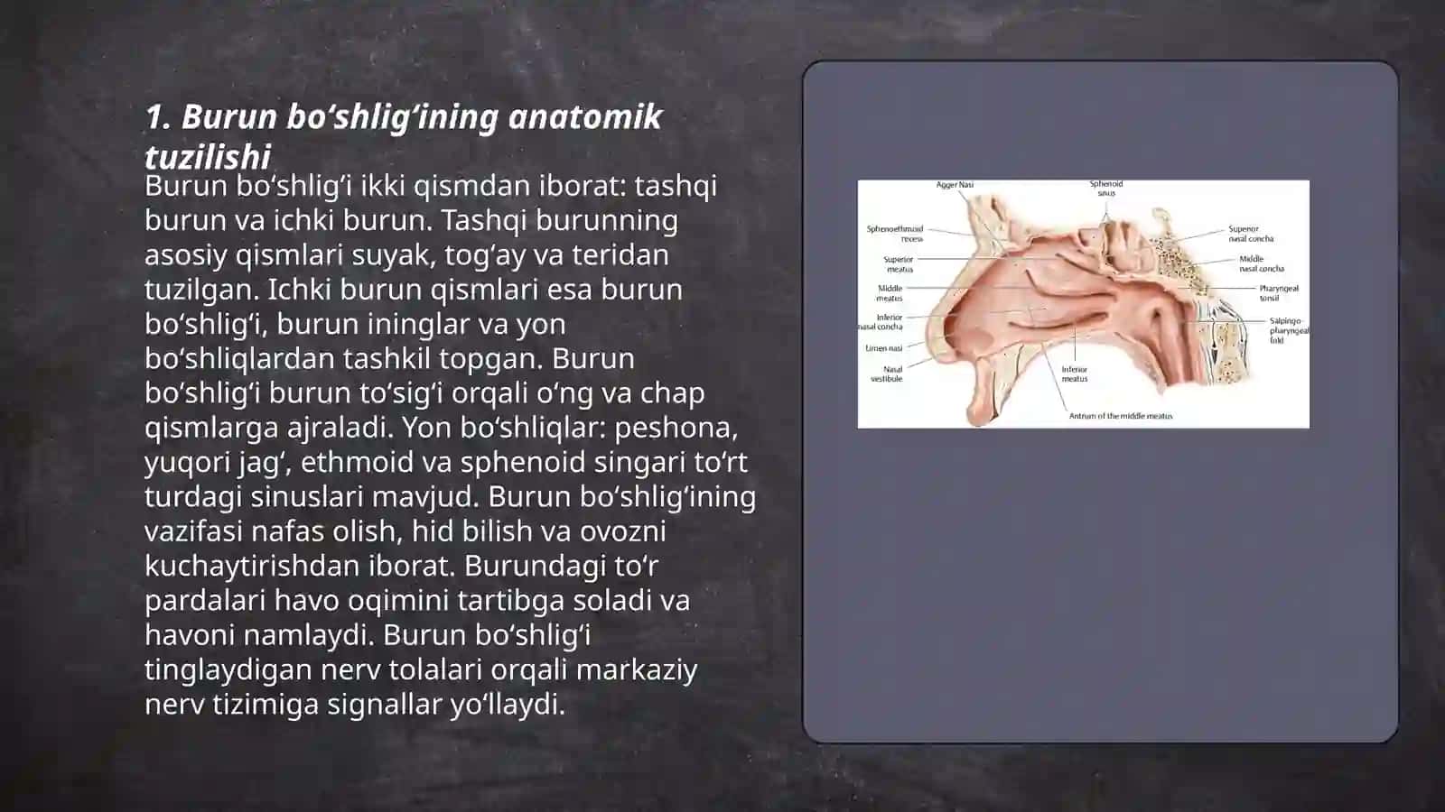 Burun boʻshligʻi tuzilishi va yoshga qarab o'zgarishi 3