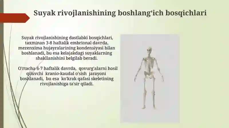 Skelet suyaklarning rentgenanatomiyasi.Skeletni rivojlanish anamiliyasi 3