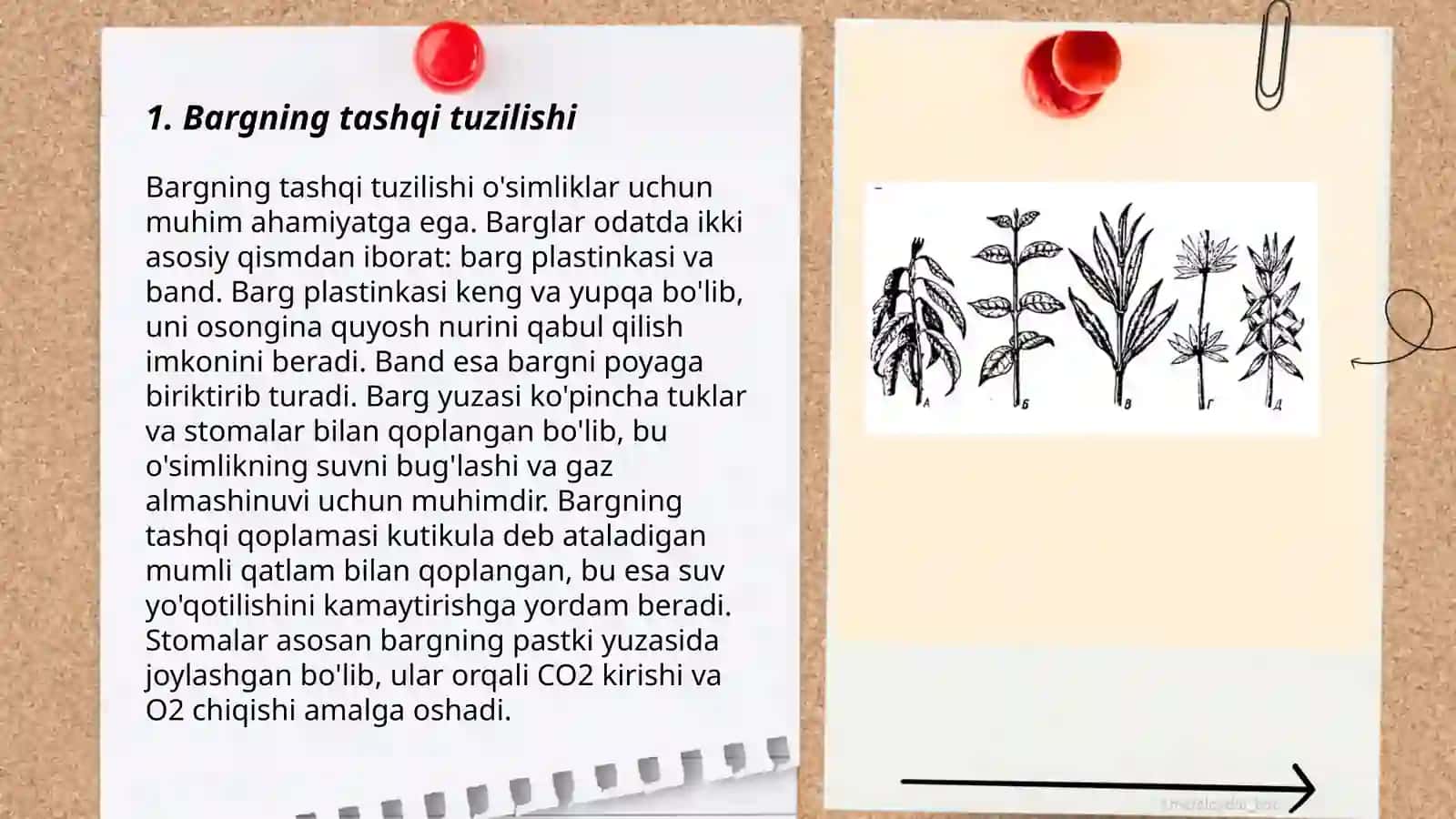 Bargning morfologik va anatomik tuzilishi Choriyeva xonzoda 3