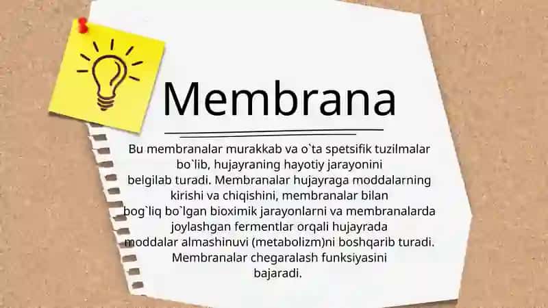 MEMBRANA 3
