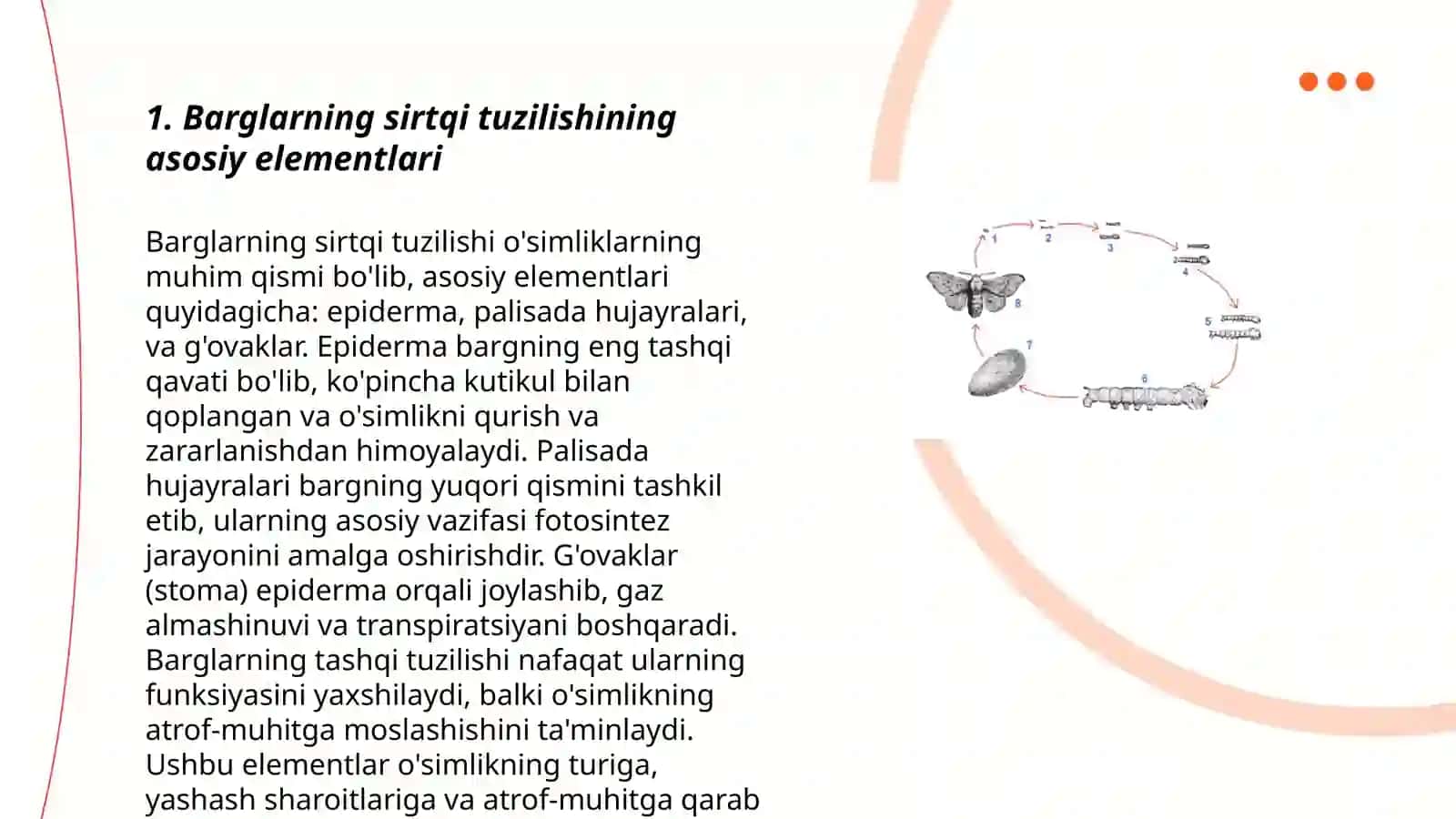 Barglar sirtqi tuzilishi va ichki tuzilishi 3
