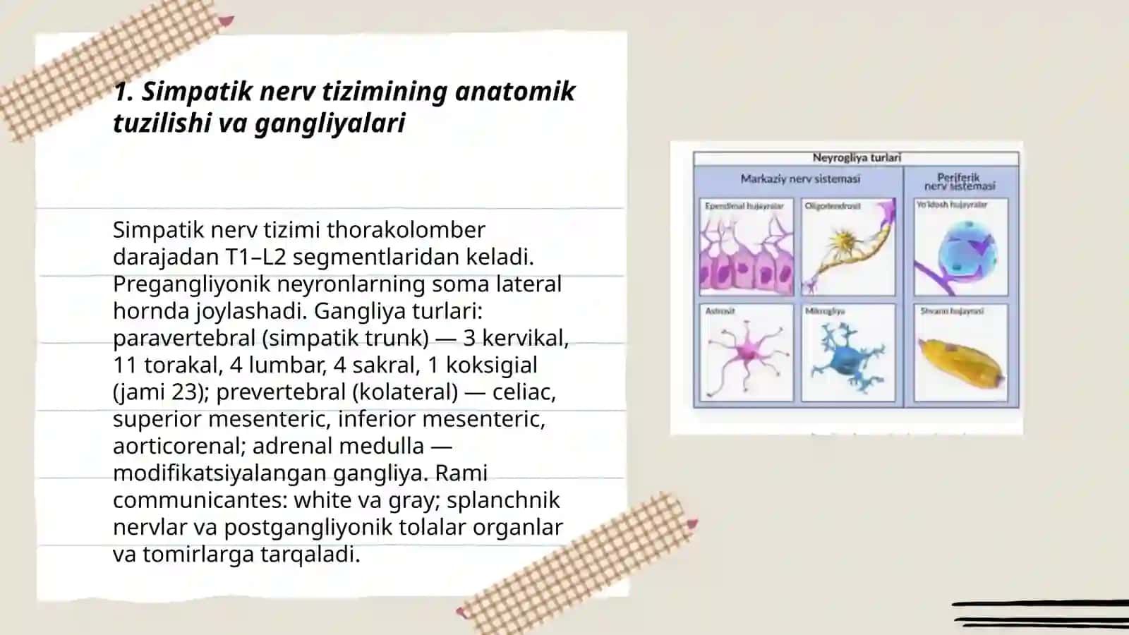 Simpatik parasimpatik va metasimpatik nerv tizimlari 3