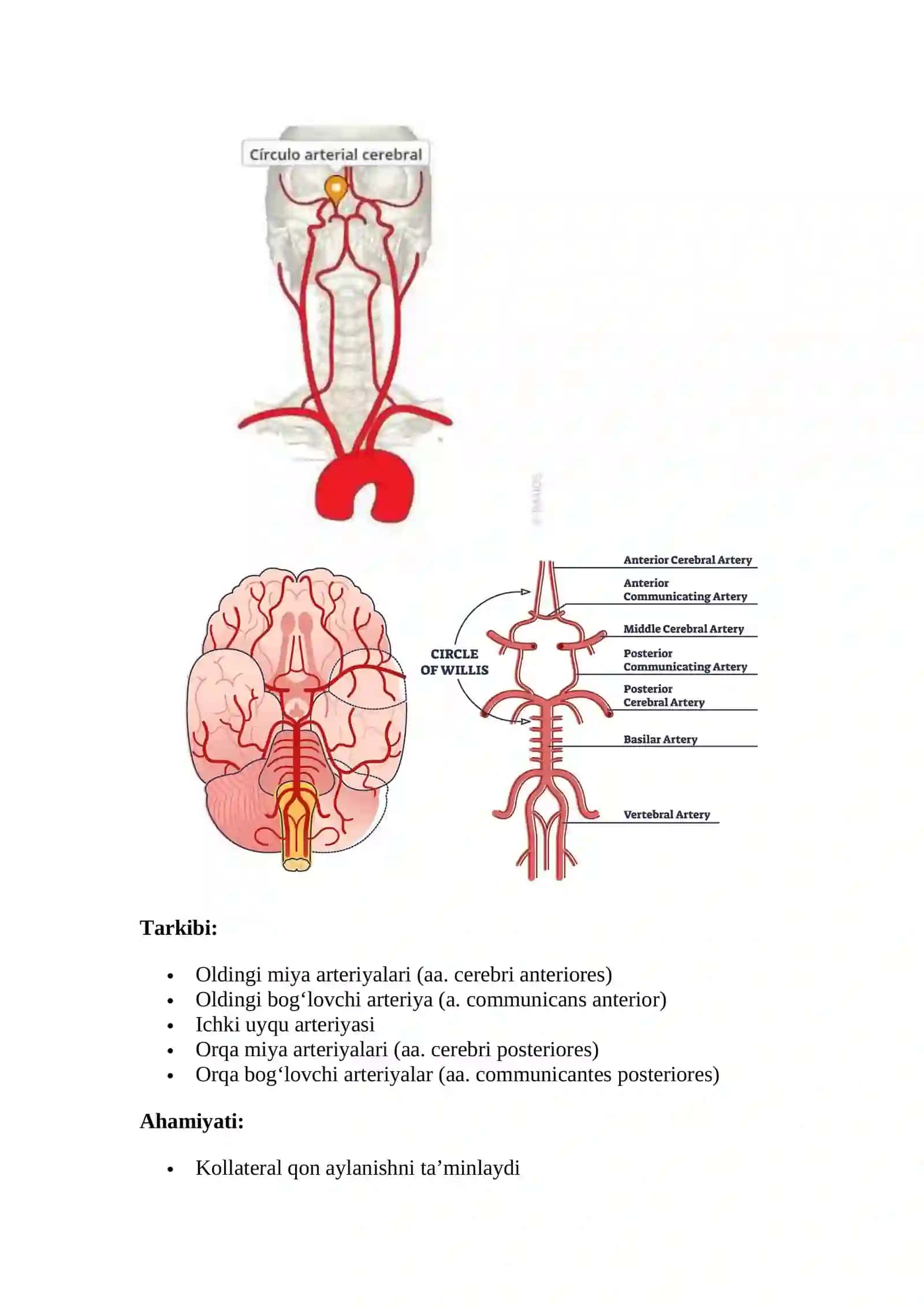 Miyaning o'rta arteriyasi (a. cerebri media) 3