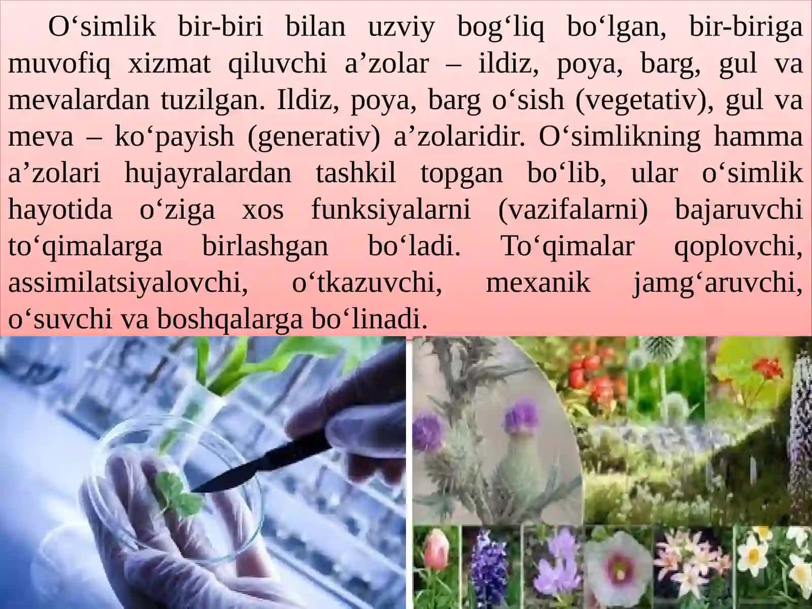 O’simliklarning yashash sharoitlari 3