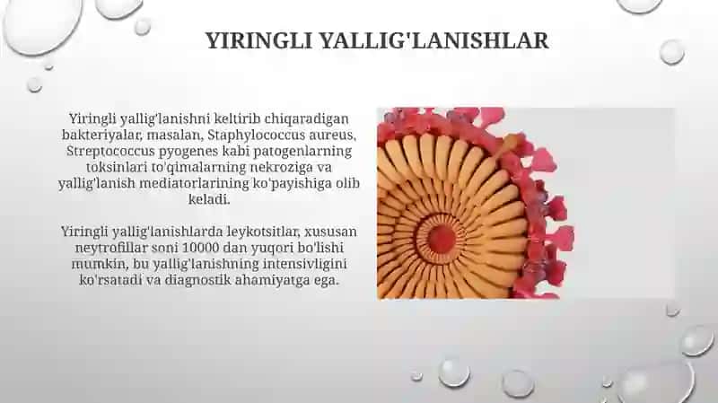 Periferik qon yaratuvchi va immun himoya azolari 3
