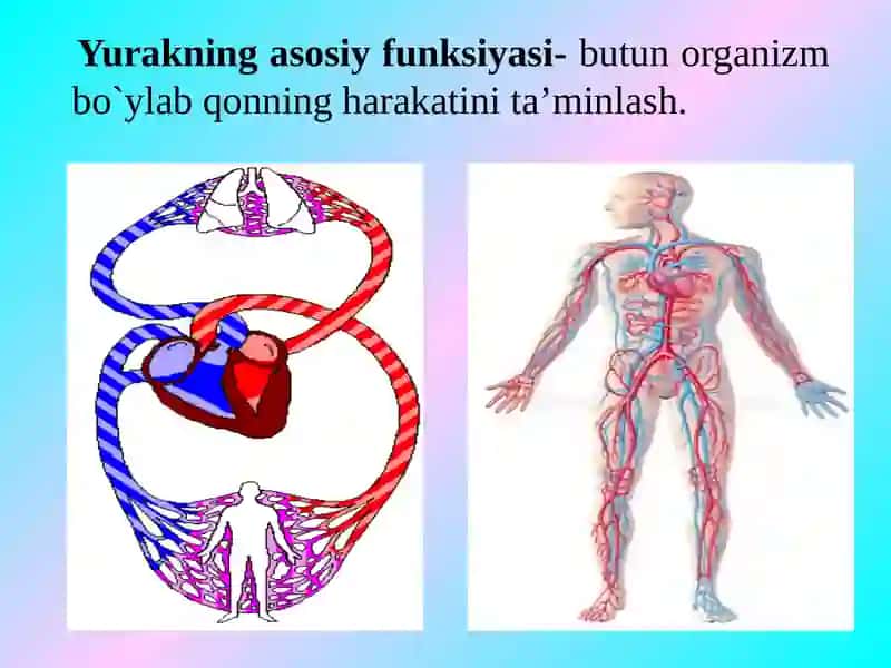 Yurakning gemodinamik vazifasi. Yurak muskulining asosiy fiziologik xossalari 3
