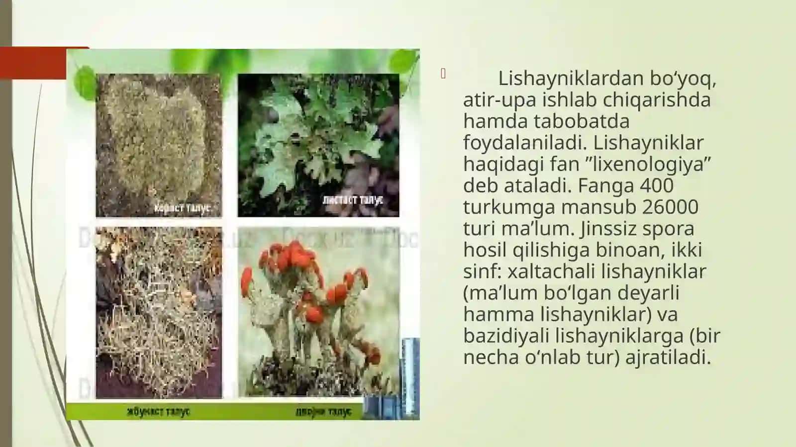 LISHAYNIKLAR BO’LIMI SISTEMATIKASI, TARQALISHI VA AHAMIYATI 3