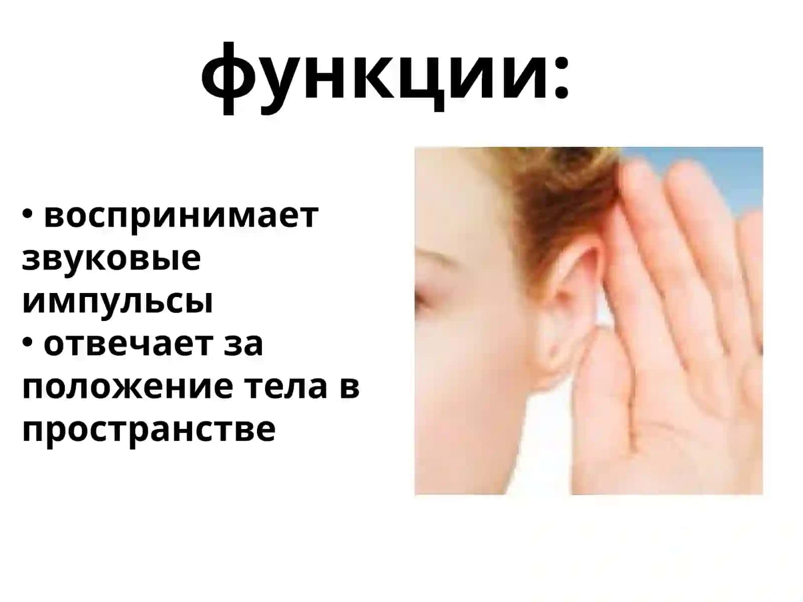 Анатомия и физиология слуховой, вестибулярной сенсорной системы 3