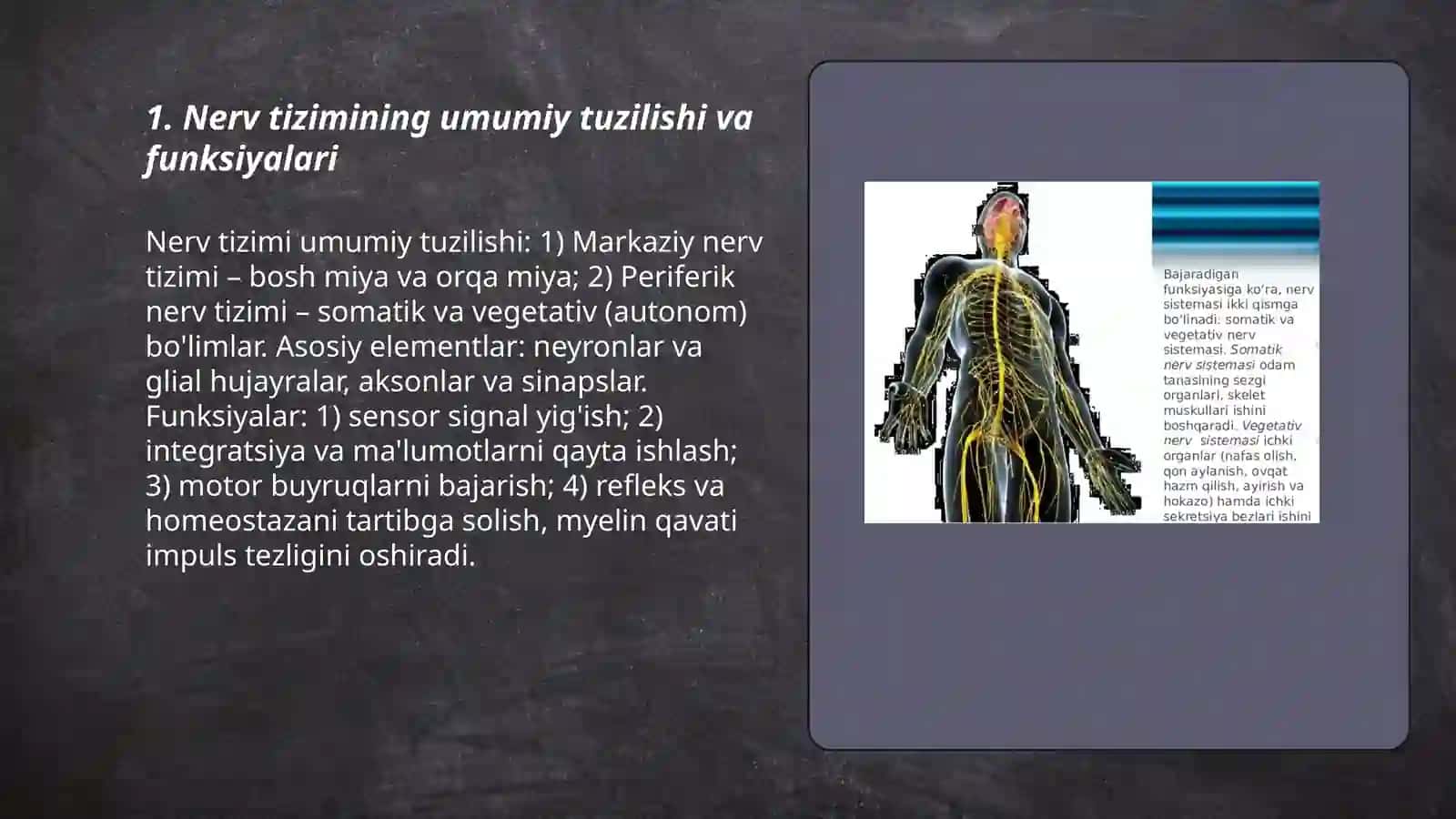 Nerv tizimi. Bosh miya. Miyacha.Vegitativ nerv tizimi 3