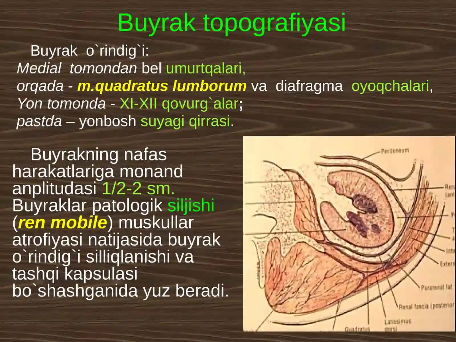 Bel sohasining topografik anatomiyasi va xirurgik operatsiyalari 3
