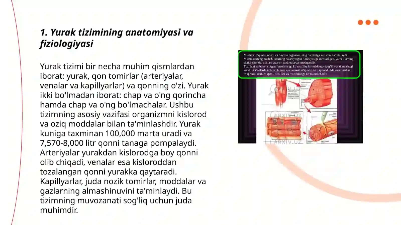 Yurak tizimining yoshga oid fiziologiyasi va gigiyenasi. Oʻktamova Hadichaxon 3