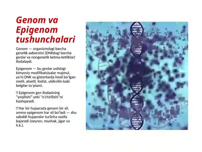 Epigenom va Epigenetika 3