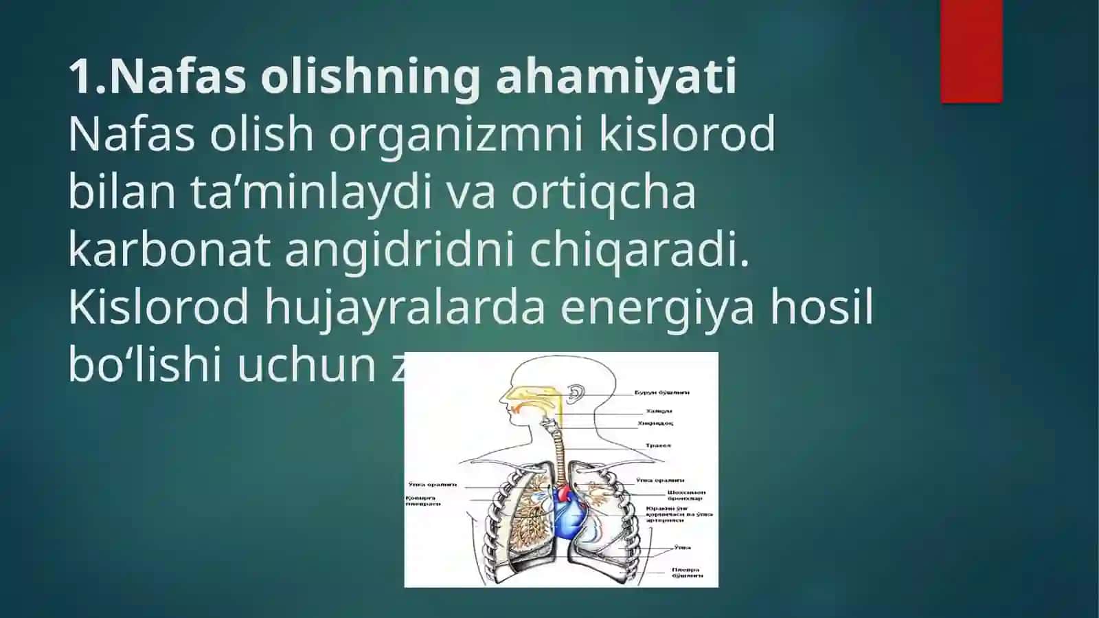 Nafas olish organlari tuzilishi, filogenezi va ahamiyati 3