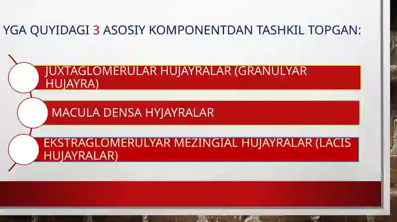 Buyrakning yukstaglomerulyar aparati sitofiziologiyasi. Nefronning gitofizialogiyasi. Buyraklar tuzilishi regenerator imkoniyatlarining yoshga doir xususiyatlari 3