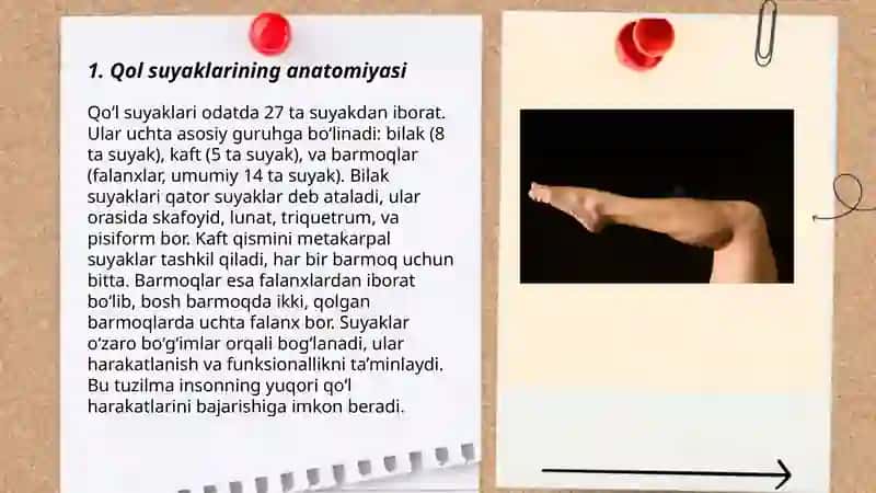 Qol suyaklari 3