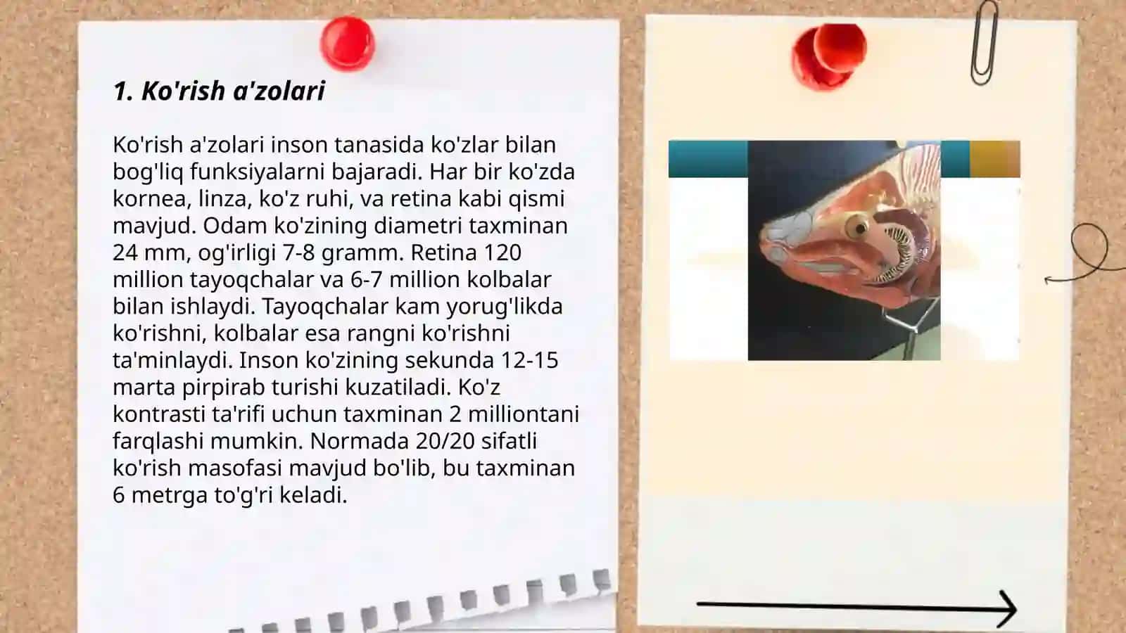 Sezgi a'zolari 3