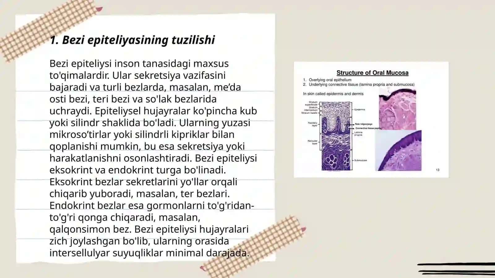 Bezi epiteliyning tuzilishi va vazifalari 3