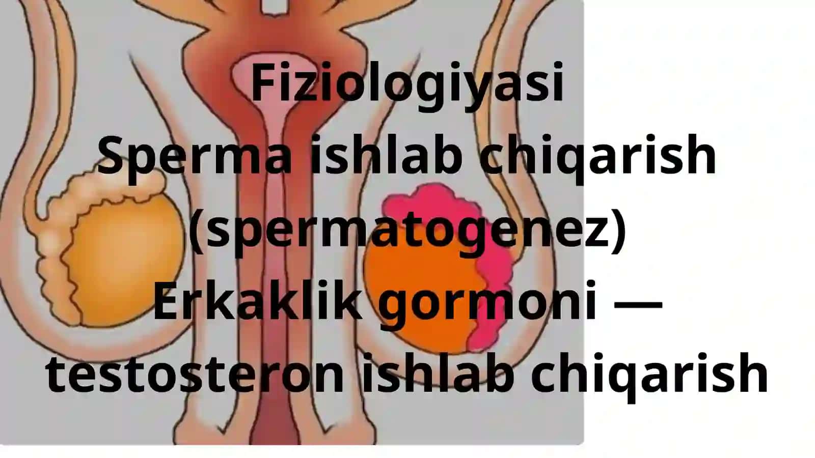 Orxit,prostatit,kriptoxizm 3