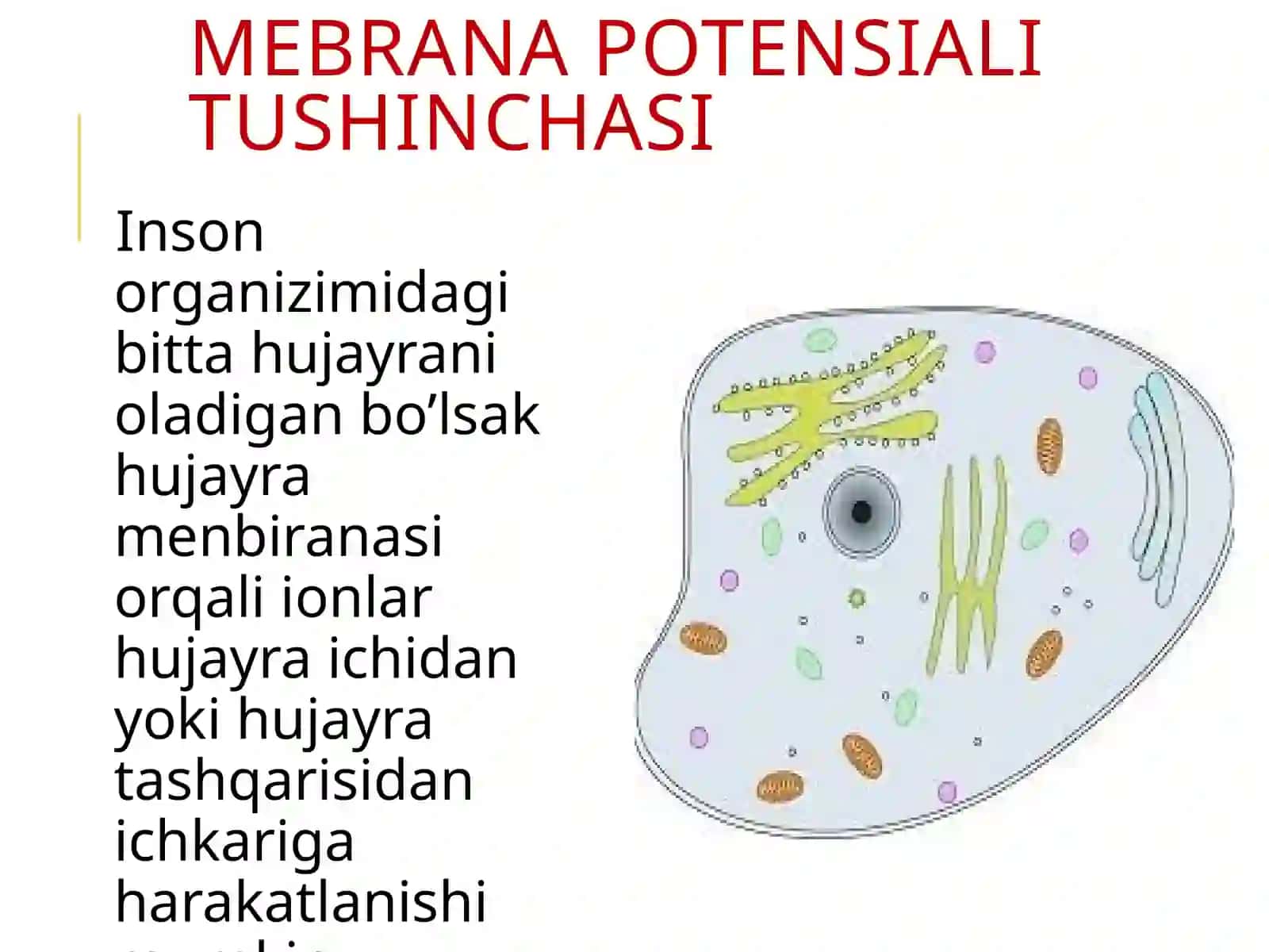 MEMBRANA POTENSIALINING TABIATI QANDAY? 3