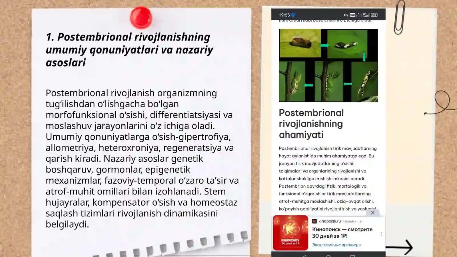 Postembrional rivojlanishning umumiy qonuniyatlari embriogenez 3